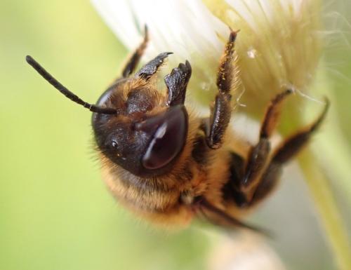 Megachile willughbiella